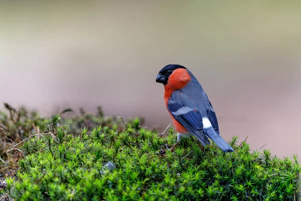 Eurasian Bullfinch Common Bullfinch Bullfinch Pyrrhula Pyrrhula Searching Water Small — Stock Photo, Image