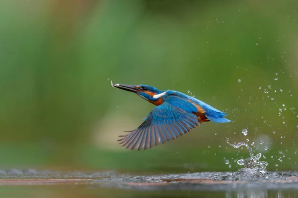 Közös Kingfisher Alcedo Atthis Búvárkodás Halászat Erdőben Hollandiában — Stock Fotó