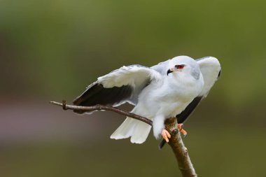 Hollanda 'nın güneyinde bir dalda oturan siyah kanatlı uçurtma (Elanus caeruleus)