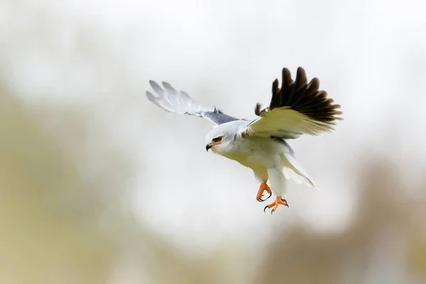 Чернокрылый Змей Elanus Caeruleus Летящий Юге Нидерландов — стоковое фото