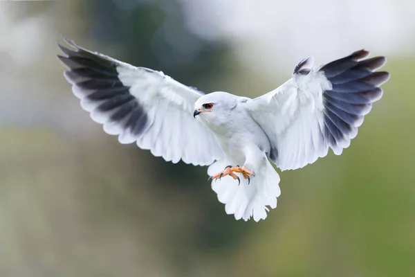 Černokřídlý Drak Elanus Caeruleus Létající Jihu Nizozemska — Stock fotografie