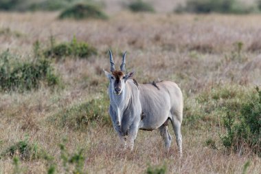 Kenya 'daki Masai Mara Milli Parkı savanındaki antilop (Taurotragus oryx) boğası