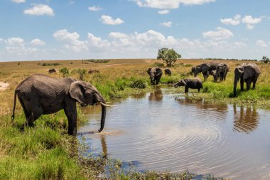 Fil ailesi Kenya 'daki Masai Mara Ulusal Rezervi' nin savanasında dolaşıyorlar.