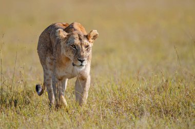 Kenya 'daki Masai Mara oyun parkının ovalarında yürüyen aslan kadın.