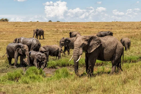 Família Elefantes Movendo Savana Reserva Nacional Masai Mara Quênia — Fotografia de Stock