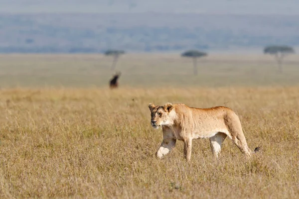 Mujer León Caminando Por Las Llanuras Reserva Caza Masai Mara — Foto de Stock