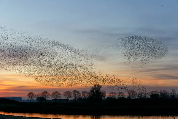 Starka Mord Stor Flock Starar Flyger Vid Solnedgången Nederländerna Hundratusentals — Stockfoto