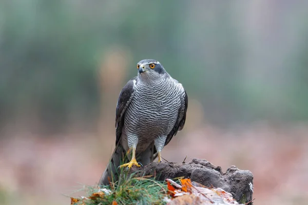 Goshawk Norte Accipiter Gentilis Procura Comida Floresta Noord Brabant Nos — Fotografia de Stock