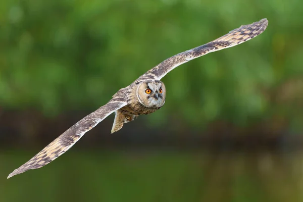 Hermoso Búho Orejas Largas Asio Otus Volando Sobre Lugar Abierto — Foto de Stock