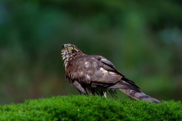 Pardal Eurasiano Falcão Accipiter Nisus Tomando Banho Floresta Holanda — Fotografia de Stock