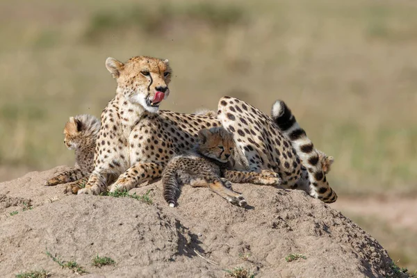 Çita Anne Kenya Daki Masai Mara Oyun Parkında Toplam Yavrularına — Stok fotoğraf