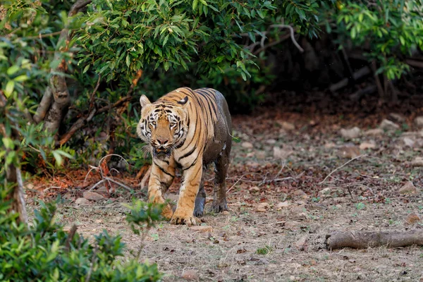 Тигр Идущий Границам Озера Тадоба Национальном Парке Тадоба Индии — стоковое фото