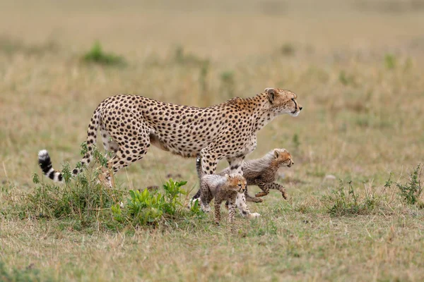 Gepardí Matka Pečující Své Celkem Mláďata Rezervaci Masai Mara Zvěře — Stock fotografie