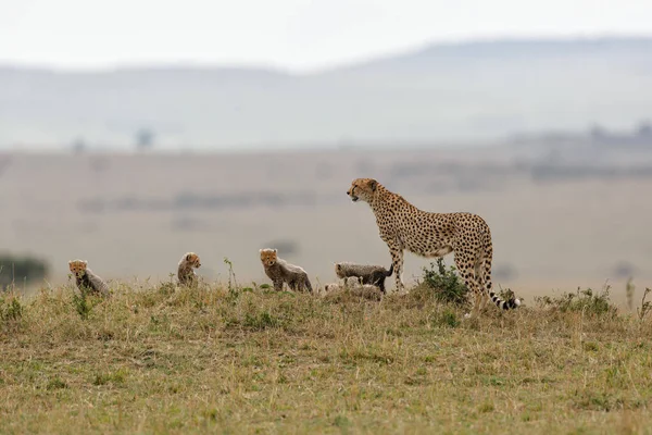 Madre Guepardo Cuidando Ella Total Cachorros Reserva Caza Masai Mara — Foto de Stock