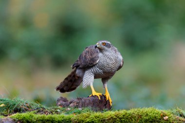 Kuzey Şahini (accipiter gentilis) Hollanda 'daki Noord Brabant ormanında yiyecek arıyor.