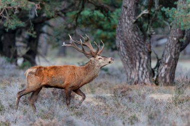 Kızıl geyik (Cervus elaphus), Hollanda 'daki Ulusal Park Hoge Veluwe ormanındaki bir çalılık arazide çiftleşme mevsiminde baskın davranışlar sergiliyor.