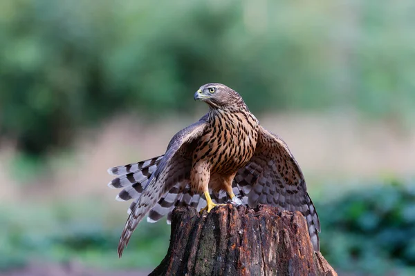 Giovane Goshawk Settentrionale Cerca Cibo Nella Foresta Del Brabante Settentrionale — Foto Stock