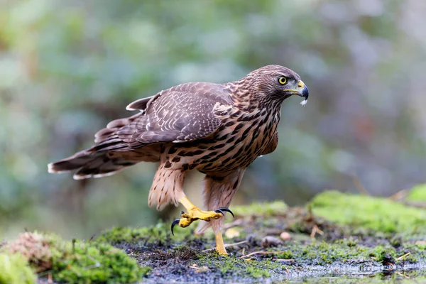 Goshawk Juvenil Del Norte Busca Comida Bosque Noord Brabant Los — Foto de Stock