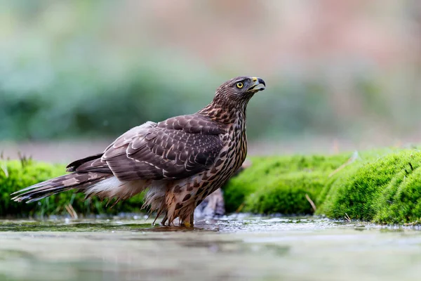 Jonge Noordelijke Havik Neemt Een Bad Een Vijver Het Bos — Stockfoto