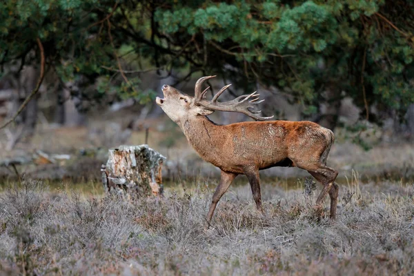 Kızıl geyik (Cervus elaphus), Hollanda 'daki Ulusal Park Hoge Veluwe ormanındaki bir çalılık arazide çiftleşme mevsiminde baskın davranışlar sergiliyor.