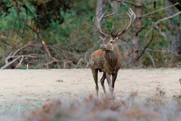 Ciervo Rojo Cervus Elaphus Ciervo Mostrando Comportamiento Dominante Temporada Celo — Foto de Stock