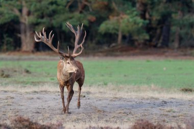    Kızıl geyik (Cervus elaphus), Hollanda 'daki Ulusal Park Hoge Veluwe ormanındaki bir çalılık arazide çiftleşme mevsiminde baskın davranışlar sergiliyor.                            
