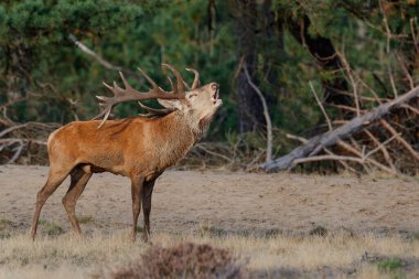    Kızıl geyik (Cervus elaphus), Hollanda 'daki Ulusal Park Hoge Veluwe ormanındaki bir çalılık arazide çiftleşme mevsiminde baskın davranışlar sergiliyor.                            