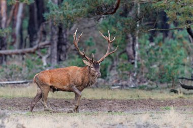    Kızıl geyik (Cervus elaphus), Hollanda 'daki Ulusal Park Hoge Veluwe ormanındaki bir çalılık arazide çiftleşme mevsiminde baskın davranışlar sergiliyor.                            