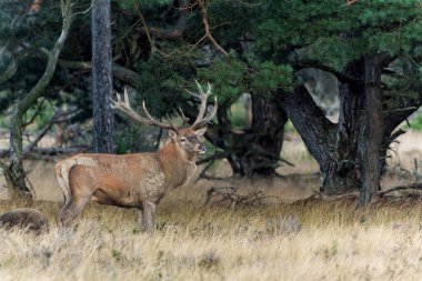    Kızıl geyik (Cervus elaphus), Hollanda 'daki Ulusal Park Hoge Veluwe ormanındaki bir çalılık arazide çiftleşme mevsiminde baskın davranışlar sergiliyor.                            