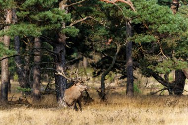    Kızıl geyik (Cervus elaphus), Hollanda 'daki Ulusal Park Hoge Veluwe ormanındaki bir çalılık arazide çiftleşme mevsiminde baskın davranışlar sergiliyor.                            