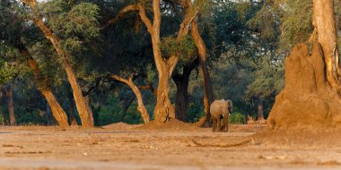 Fil boğası, Zimbabwe 'deki Mana Havuzları Ulusal Parkı' nın nehir kenarında yiyecek arıyor.