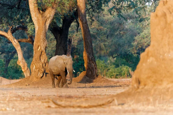 Elefántbika Élelmet Keres Mana Pools Nemzeti Park Folyó Partján Zimbabwéban — Stock Fotó