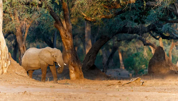 Elefántbika Élelmet Keres Mana Pools Nemzeti Park Folyó Partján Zimbabwéban — Stock Fotó