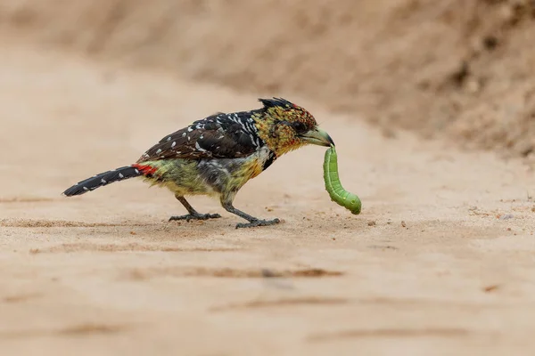 Barbet Czubaty Trachyphonus Vaillantii Barbet Gąsienicę Dla Zdobyczy Zjada Rozbijając — Zdjęcie stockowe