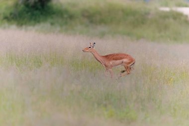 Impala dişisi, Güney Afrika 'nın en büyük Kruger bölgesinde uzun çimlerde koşuyor.