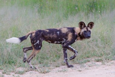 Afrika Vahşi Köpeği, Güney Afrika 'nın Büyük Kruger Bölgesi' nde av peşinde.