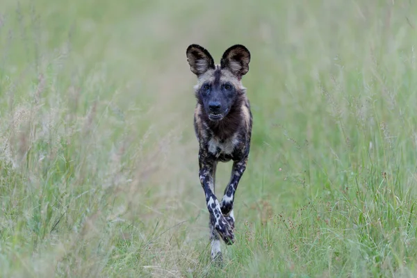 Afrika Vahşi Köpeği Güney Afrika Nın Büyük Kruger Bölgesi Nde — Stok fotoğraf