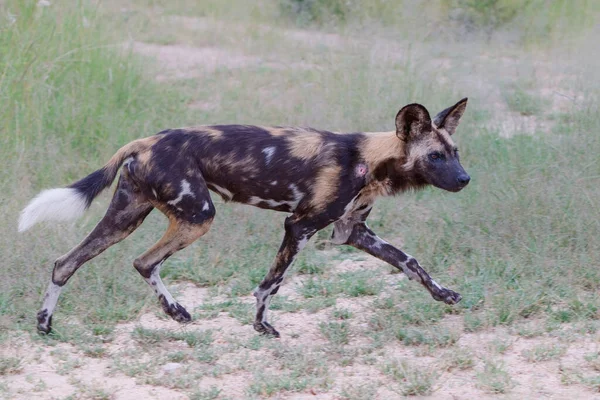 Afrika Vahşi Köpeği, Güney Afrika 'nın Büyük Kruger Bölgesi' nde av peşinde.