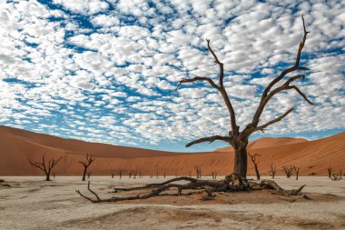 Namib-Naukluft Ulusal Parkı 'nın bir parçası olan Sossusvlei' deki Ölü Vlei 'de gün doğumunda bulutlu güzel bir gökyüzü olan ölü ağaçlar - Namibya