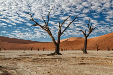 Namib-Naukluft Ulusal Parkı 'nın bir parçası olan Sossusvlei' deki Ölü Vlei 'de gün doğumunda bulutlu güzel bir gökyüzü olan ölü ağaçlar - Namibya