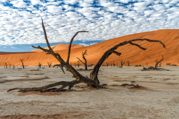 Árboles Muertos Con Hermoso Cielo Nublado Amanecer Dead Vlei Sossusvlei — Foto de Stock