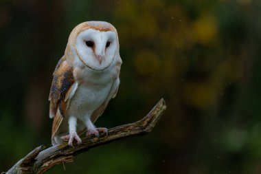 Hollanda 'da Noord Brabant' ın arka planında sonbahar renkleri bulunan bir elma bahçesinde (Tyto alba) ahır baykuşu                  