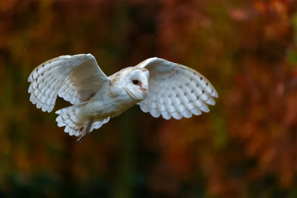 Barn Owl Tyto Alba Έναν Οπωρώνα Φθινοπωρινά Χρώματα Στο Παρασκήνιο — Φωτογραφία Αρχείου