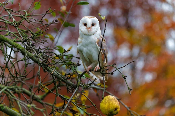 Barn Owl Tyto Alba Jablečném Sadě Podzimními Barvami Pozadí Noord — Stock fotografie