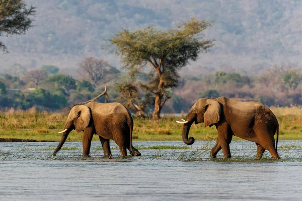Zambezi nehrinde yürüyen fil boğaları Zimbabve 'deki Mana Havuzları Ulusal Parkı' nda arka planda Zambiya dağları ile birlikte yürüyor.