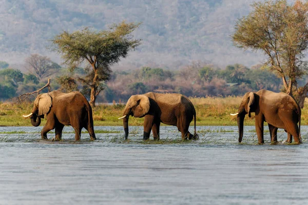 짐바브웨의 공원에 잠베지강을 코끼리 코끼리 보이는 잠비아 의산들 — 스톡 사진