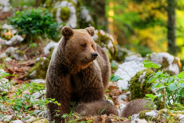 Kahverengi Ayı Slovenya Nın Notranjska Bölgesindeki Orman Dağlarda Yiyecek Arayan — Stok fotoğraf