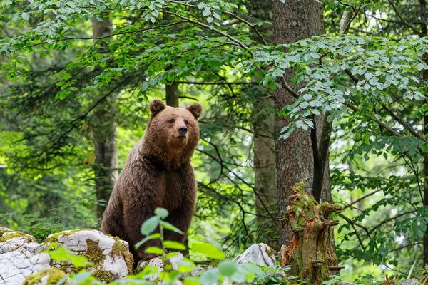 Urso Pardo Encontro Próximo Com Urso Pardo Selvagem Procurando Comida — Fotografia de Stock
