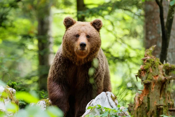 Urso Pardo Encontro Próximo Com Urso Pardo Selvagem Procurando Comida — Fotografia de Stock