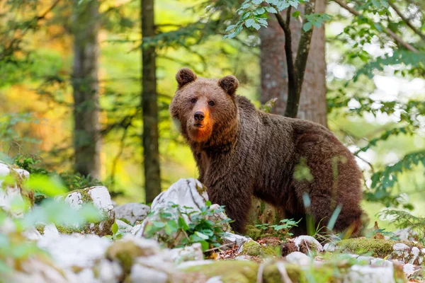 Бурый Медведь Тесная Встреча Диким Бурым Медведем Который Ищет Пищу — стоковое фото